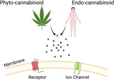 Editorial: Cannabinoid interactions with ion channels, receptors, and the bio-membrane